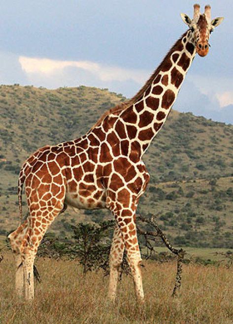Giraffes, Giraffe Images, Giraffe Pictures, Giraffe Art, Cute Giraffe, Airbrush Art, African Wildlife, Alam Semula Jadi, African Animals