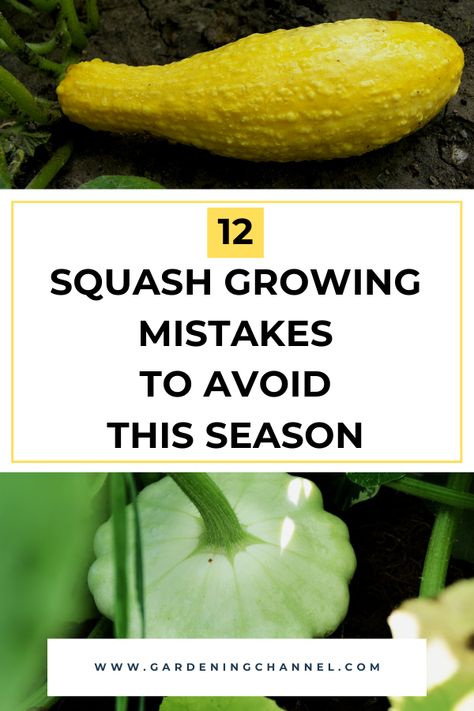 crookneck and pattypan squash with text overlay twelve squash growing mistakes to avoid this season When To Harvest Squash, Squash Vertical Growing, Squash In Raised Beds, Growing Squash In Containers, Planting Squash, How To Grow Squash, Growing Butternut Squash, Squash Garden, Squash Growing