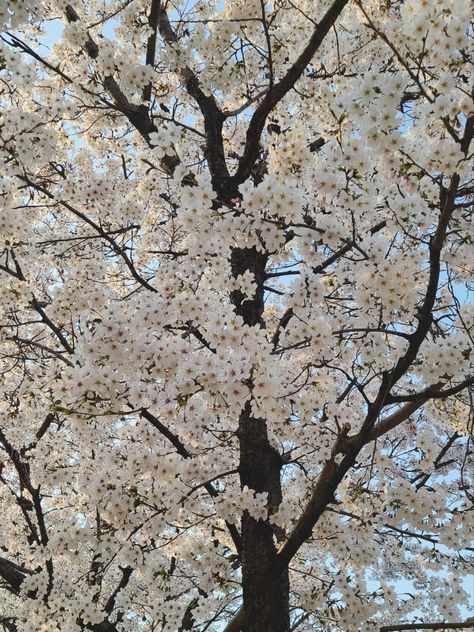 white cherry blossom tree sakura slring japan tumblr Tumblr, White Cherry Blossom Tree, Tree Sakura, Lucy Score, Corporate Goth, White Cherry Blossom, Sakura Tree, Sakura Cherry Blossom, Blossom Tree