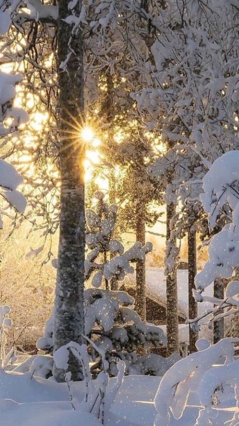 (20) ▪︎•°♥︎Bella ♥︎🍃࿐🌸 (@Lov333__) / Twitter Bonito, Winters Tafereel, Snow Pictures, Winter Photo, Winter Magic, Winter Wallpaper, Morning Everyone, Winter Scenery, Beautiful Images Nature