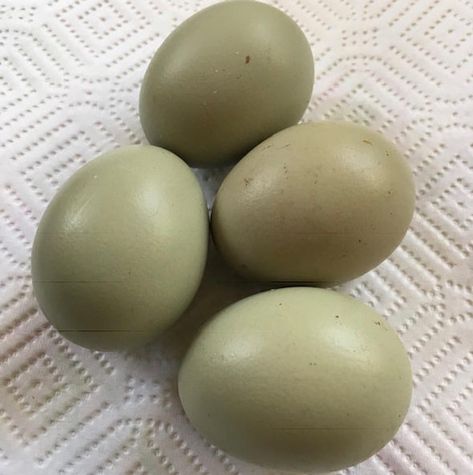 Olive Eggers, Olive Egger Chicken, Olive Egger, Easter Eggers, Day Old Chicks, Chicken Nesting Boxes, Chicken Chick, Farm Store, Brown Eggs