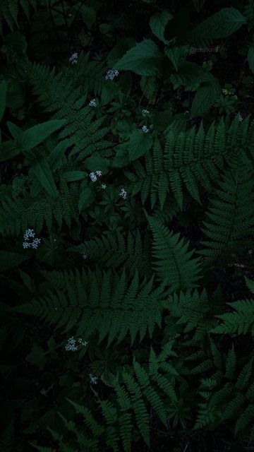 Kirill Mist on Instagram: "Hypnotising shades of green 🌿 . . . #nature #forest #naturephotography #aesthetic" Nature, Nature Photography Forest, Beautiful Views Nature, Cool Live Wallpapers, Japanese Art Samurai, Photography Forest, Japanese Nature, Drawing People Faces, Cinema Photography