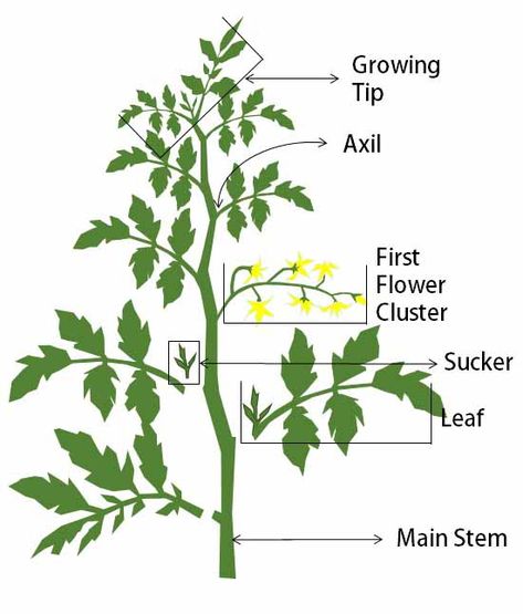 Prune Tomato Plants How To, Tomatoe Plant Care, How To Prune Tomatoes For Maximum Yield, How To Care For Tomato Plants, How To Prune Tomato Plants, Caring For Tomato Plants, Tomato Plants Growing Tips, How To Prune Tomatoes, Prune Tomato Plants