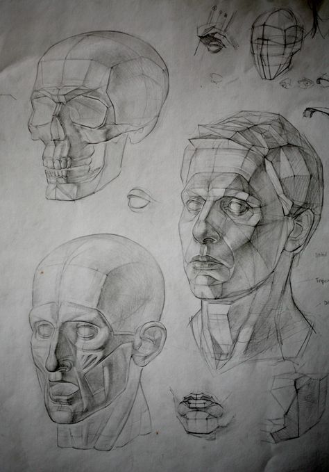 Academic Drawing Portrait, Constructive Drawing, Figure Anatomy, Florence Academy Of Art, Skull Anatomy, Academic Drawing, Anatomy Sculpture, Human Anatomy Art, Anatomy Sketches