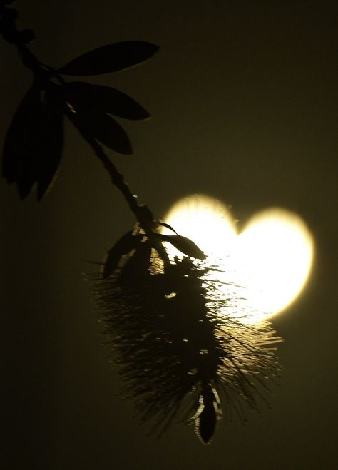 A branch foregrounds the heart shaped sun during an annular solar eclipse seen from Los Angeles.  NOTE:  I'm not 100% sure this is real, but it's pretty cool. Solar Eclipse, Heart In Nature, Burning Love, I Love Heart, Heart Images, Beating Heart, Airbrush Art, With All My Heart, Heart Soul