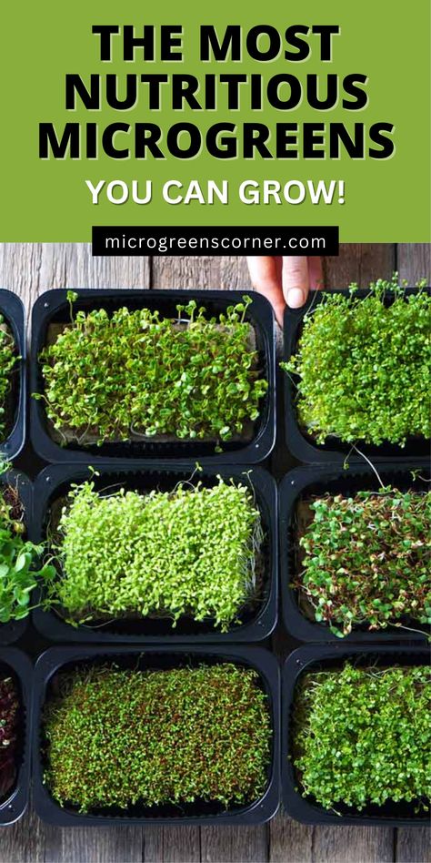 What are the most nutritious microgreens to grow? With more than 100 types of microgreens it can be difficult to decide which to grow. How about growing the most nutritious microgreens! Here is a list with the 14 most nutritious microgreens. Essen, Microgreens Garden, Microgreens Recipe, Produce Containers, Beds Diy, Hydroponic Farming, Growing Microgreens, Simple Garden, Most Nutritious Foods