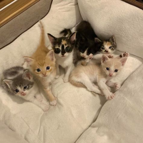 Mama Cat Refuses To Leave Her Six Kittens Trapped In Carrier After They’re All Abandoned Together Six Cats Together, Five Cats Together, 6 Cats Together, 3 Cats Together, 2023 Wrapped, Cats Together, Multiple Cats, 5 Cats, Dream's Cat