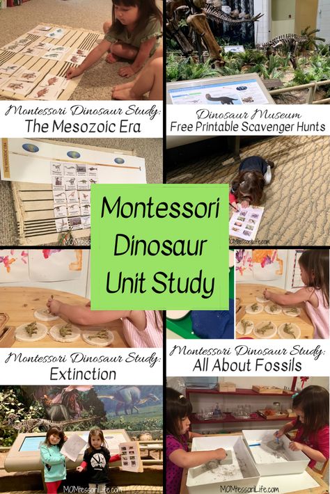 Montessori, Dinosaurs Montessori Activities, Montessori Unit Studies, Dinosaur Unit Study 3rd Grade, Kindergarten Dinosaur Unit, Dinosaur Homeschool Unit, Dinosaur Lessons Elementary, Montessori Dinosaur Activities, Dinosaur Montessori Activities