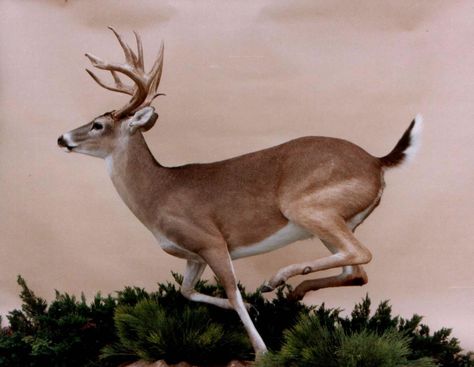 Whitetail Deer Photography, Deer Sitting, Deer Reference, Sleeping Deer, Whitetail Deer Pictures, Whitetail Deer Hunting, Deer Drawing, Deer Running, Deer Photos