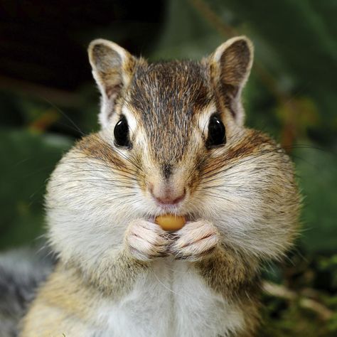 What Do Chipmunks Eat? You'll Be Surprised to Know - Pet Ponder Hamsters, What Do Chipmunks Eat, What Do Squirrels Eat, Flying Monkey Costume, Get Rid Of Chipmunks, Monkey Costumes, Flying Monkey, Rodents, 5d Diamond Painting