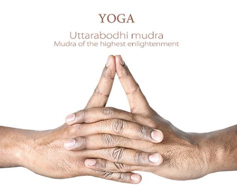 Uttarabodhi Mudra - How To Do Steps And Benefits | Styles At Life Uttara Bodhi Mudra, Surya Mudra, Prana Mudra, Vayu Mudra, Prithvi Mudra, Uttarabodhi Mudra, Flying Lotus, Yoga Mudras, Gyan Mudra