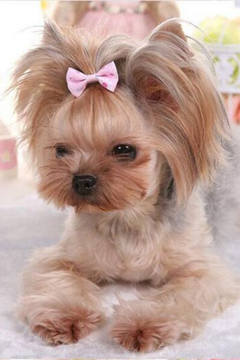 Cute Dog Hairstyles, Puppy Hair Bows, Dogs With Bows In Hair, Dog Hairstyles, Cute Hair Bows, Coco Hair, Pets Grooming, Puppy Haircut, Pin Straight Hair