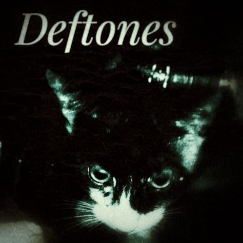 Deft0n3s cat