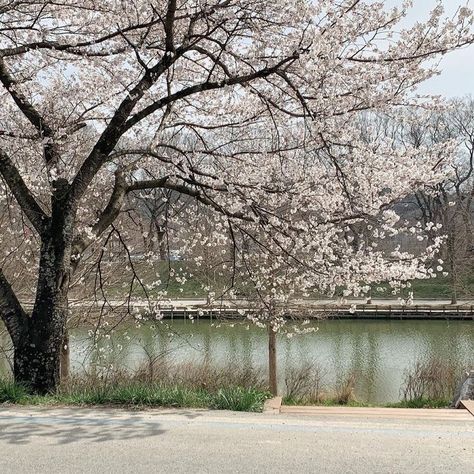 Nature, Cherry Blossoms, Sky Sunrise, Japan Aesthetic, Aesthetic Japan, Japanese Aesthetic, Sunset Sky, City Aesthetic, Nature Aesthetic