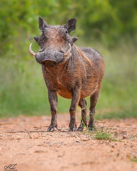 South Africa Animals, African Animals Photography, South African Animals, South Africa Wildlife, African Wildlife Photography, South African Birds, Black Chickens, Africa Wildlife, Africa Animals