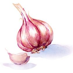 Garlic Watercolor, Watercolor Food Illustration, Vegetable Painting, Watercolor Food, Watercolor Fruit, Food Painting, Fruit Painting, Watercolor Art Lessons, Diy Watercolor