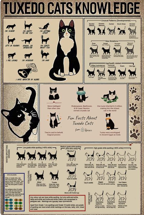 PRICES MAY VARY. Title: Starotore Animal Retro Poster Tuxedo Cats Knowledge Metal Tin Sign Aluminum Artwork For Living Room Home Restroom Office Club Wall Decor Gifts for Pet Lovers 12x17Inches. Product Type: Categories > Wall Art > Posters & Prints Cat Poster Aesthetic, Vintage Cat Poster, Cat Types, Tuxedo Cats, Artwork For Living Room, Cat Mom Gifts, Cat Signs, Decoration Room, Tuxedo Cat