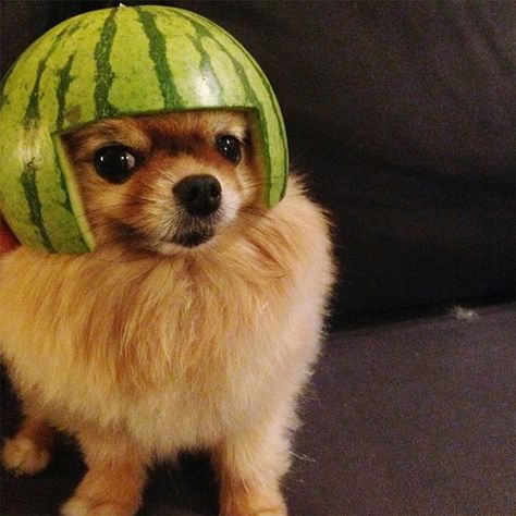 Dogs Wearing Watermelon Helmets Funny Dog Pictures, Dog Helmet, Fluffy Dog Breeds, Helmet Drawing, Fat Dogs, Dog Icon, Cartoon Girl Drawing, Fluffy Dogs, Pet Fashion