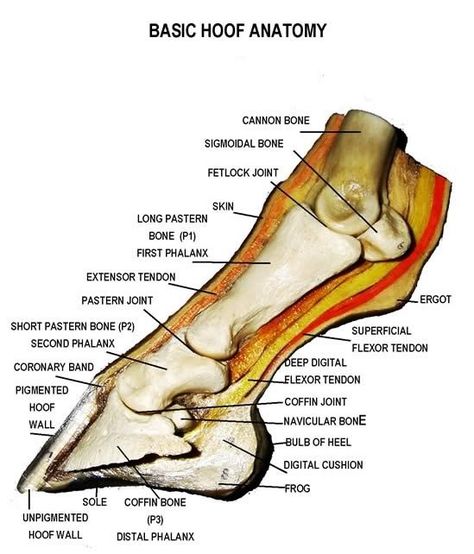 This is a detailed diagram of a horse's hoof. This will help me apply this to my integument presentation. Equine Massage, Equine Veterinary, Equine Care, Horse Information, Vet Medicine, Horse Facts, Horse Care Tips, Rasy Koni, Hoof Care