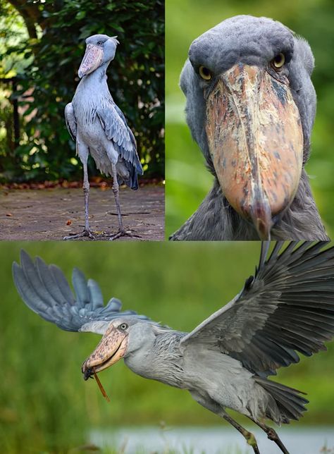 ​#3 Shoebill Medu Neter, Prehistoric Birds, Shoebill Bird, Odd Animals, Bird Eating, Unbelievable Pictures, Shoebill Stork, Unique Creatures, Small Wild Cats