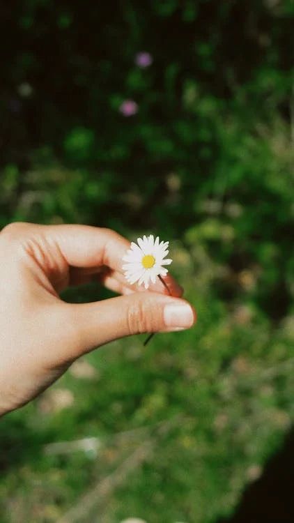 Hand With Flower Photography, Flower Holding Hand, A Hand Holding A Flower, Flower Gift Snapchat Story, Hand And Flower, Gift Snapchat, Hand Picked Flowers, Flower In Hand, Flowers In Hand