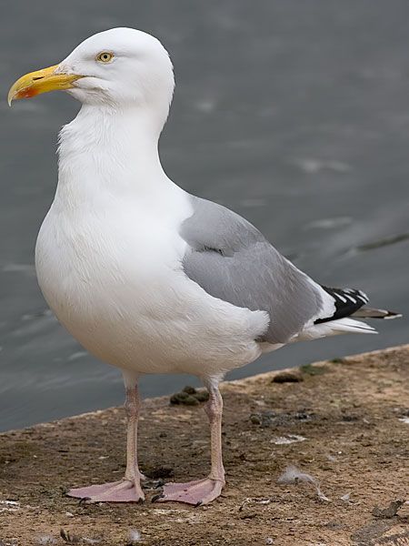 Animals, Herring Gull, Bird Book, Bird Photo, Gull, Georgia, Birds, Paint, Quick Saves