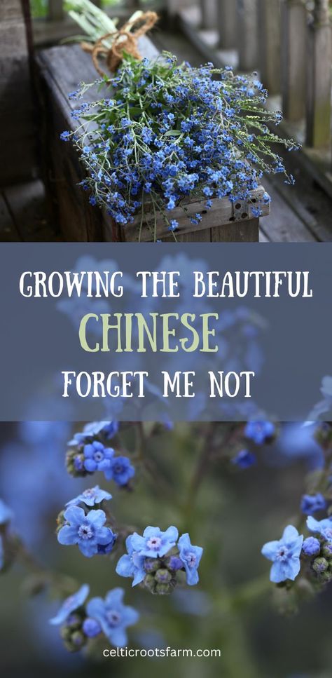 two pictures, one of a bouquet of Chinese forget me not flowers, and one of Chinese forget me not flowers in the garden Chinese Forget Me Not Flowers, Bouquet Fillers, Fast Growing Flowers, Grow From Seed, Plant Tray, Sweet Flowers, Cottage Garden Plants, Seed Saving, Wildflower Garden