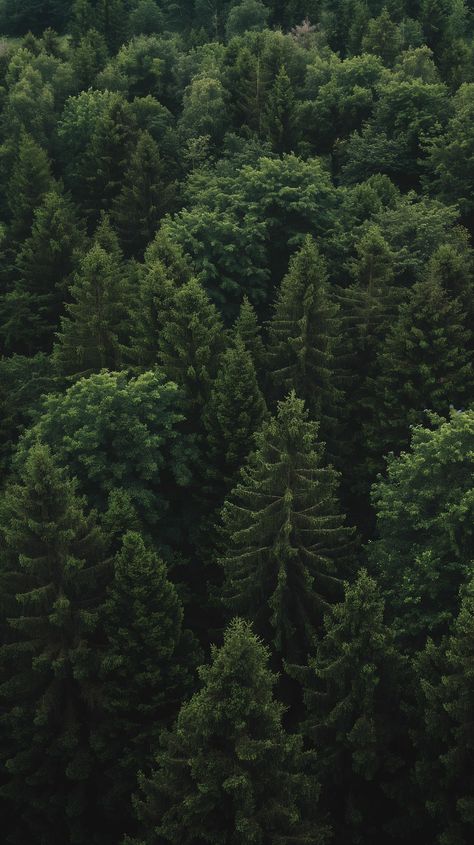 Immerse yourself in the tranquility of this lush forest canopy! Save this serene escape to your nature board and don't forget to follow TheTreeTee for more green escapes. 🌲💚 #NatureLovers #GreenEscape #TheTreeTee #ForestViews #EcoFriendly #AiImage Olive Background Aesthetic, Green Asthetics Background, Trees Astethic, Forest Ipad Wallpaper, Pine Green Aesthetic, Green Simple Aesthetic, Wallpaper Trees Nature, Emerald Green Wallpaper Aesthetic, Forest Hd Wallpapers