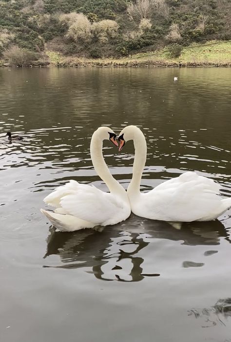 mob🦇 on Twitter: "I interrupted their moment :(… " Nature, Aoki Devon, Mute Swan, Heart Pictures, White Swan, Swan Lake, Aesthetic Images, Nature Aesthetic, White Aesthetic