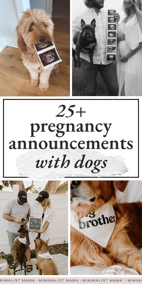 Looking for some inspo for planning a pregnancy announcement with your dog? These creative pregnancy announcement photos with dogs are SO cute and unique - you can't miss them! (Perfect for mamas looking for: Dog Ultrasound Announcement, Dog And Pregnant Belly Photo Ideas, Pregnant Announcement With Dog, Diy Baby Announcement Photo, Pregnancy Announcement Including Dog, Ig Pregnancy Announcement, Dog Big Brother Announcement, Pet Baby Announcement, Puzzle Pregnancy Announcement