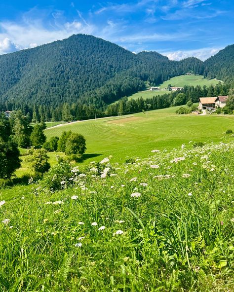 Nature, Beautiful Grass Field, Flower Field Mountains, Field Reference Photo, Flower Field Reference, Switzerland Meadow, Flower Feild Pics, Mountain And Flowers, Meadow Mountain