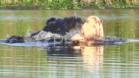 Alligator Sneak Attack Stock Footage #AD ,#Sneak#Alligator#Footage#Attack Typography, Sneak Attack, Everglades Florida, Big Guys, Photo Illustration, Alligator, Stock Video, Stock Footage, Fish Pet