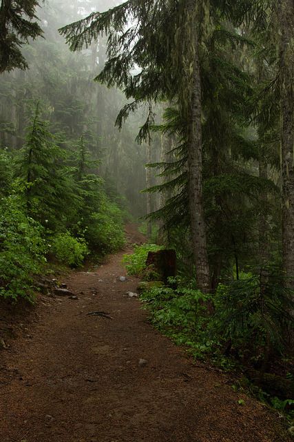 Dark Naturalism, Matka Natura, Theme Nature, Forest Path, Walk In The Woods, Alam Yang Indah, Nature Aesthetic, Pretty Places, In The Woods