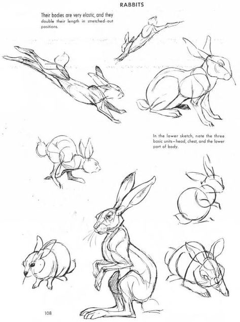 Drawing Hands, Drawing Noses, Rabbit Anatomy, Hare Drawing, Hare Illustration, Mushrooms Art, Rabbit Drawing, Bunny Drawing, Animal Study