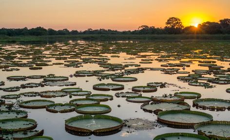 31 fotos que vão te transportar para o Pantanal Visit Brazil, Inca Trails, Les Continents, Brazil Travel, American Travel, South America Travel, South American, Unesco World Heritage Site, Central America