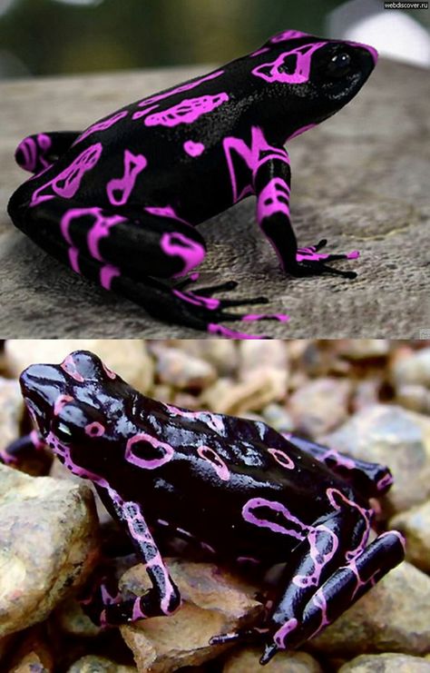 Kulipari Frogs, Cool Frogs, Weird Frog, Silly Frog, Silly Animal Pictures, Poison Arrow Frog, Frog Species, Poison Arrow, Amazing Frog