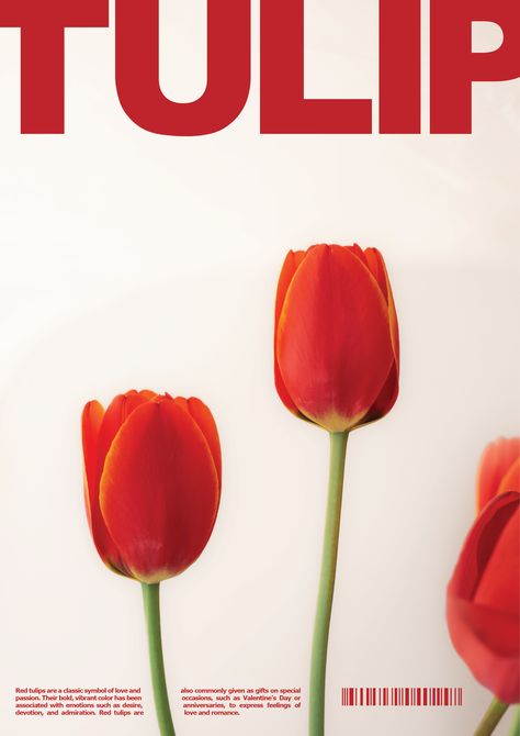 #graphicdesign #poster #typography #illustrator #photoshop #adobe #behance #itsnicethat #tulips #red Tulips A4 Poster, Tulips Graphic Design, Red And Pink Poster Prints, Red Aesthetic Illustration, Flower Poster Design Graphics, Red Wall Posters, Tulip Graphic Design, Aesthetic Rojo, Tulips Poster