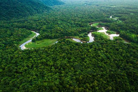 The Amazon Rainforest is the world’s largest forest, with a massive footprint of more than two million square miles across nine countries in South America: Brazil, Ecuador, Venezuela, Suriname, Peru, Colombia, Bolivia, Guyana, and French Guiana. Its estimated 390 billion trees are credited with producing 20 percent of the world’s oxygen, earning the rainforest the nickname of “The Lungs of the World." Get the shot: Hop on the flight from Lima to Iquitos, Peru and grab a window seat: the last hou Amazon Forest, Colorful Places, Forest Background, रोचक तथ्य, Image Nature, Forest Wallpaper, Amazon Rainforest, Water Purification, Conde Nast Traveler