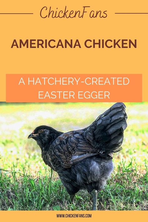 Americana Chickens Hens, Americana Chickens Eggs, Easter Eggers Chickens, Americauna Chickens, Americana Chickens, Ameraucana Chicken, Easter Egger Chicken, Easter Eggers, Chicken Farming