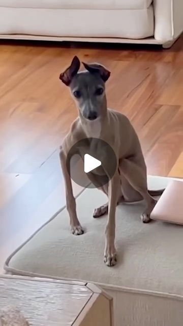 Funny Puppies Pictures, Cute Cat And Dog Drawings, Funny Farm Animals Videos, Funniest Things Ever, Animal Videos Cutest, Funny Dog Video, Funny Pets Videos, Silly Animals Videos, Funny Dog Pictures Hilarious