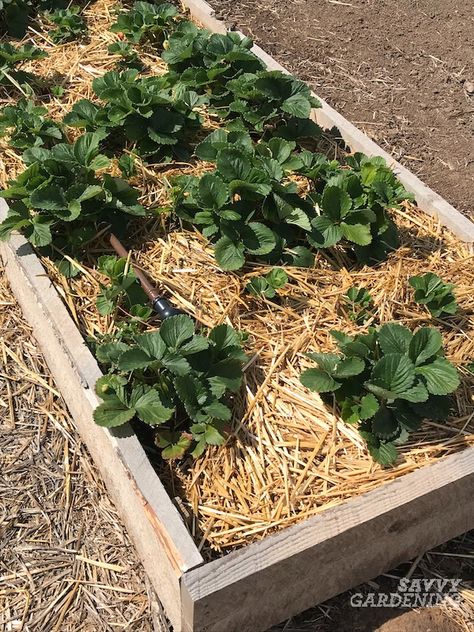 Strawberry Patch Raised Bed, Permaculture, Nature, Strawberries In Raised Garden Bed, Strawberries Raised Bed, Raised Bed For Strawberries, Strawberry Raised Bed Ideas, Raised Strawberry Beds Diy, Raised Beds For Strawberries