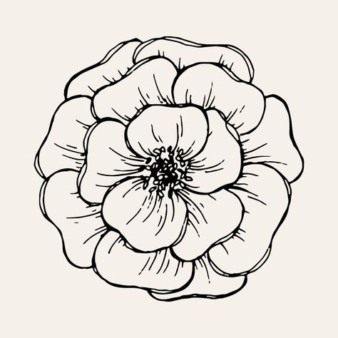 Camelia Flower Drawing, Marigolds Drawing, Plump Drawing, Flower Drawing Outline, Flowers Outline Drawing, Floral Outline Drawing, Flower Outline Drawing, Line Drawn Flowers, Flower Colouring Pages