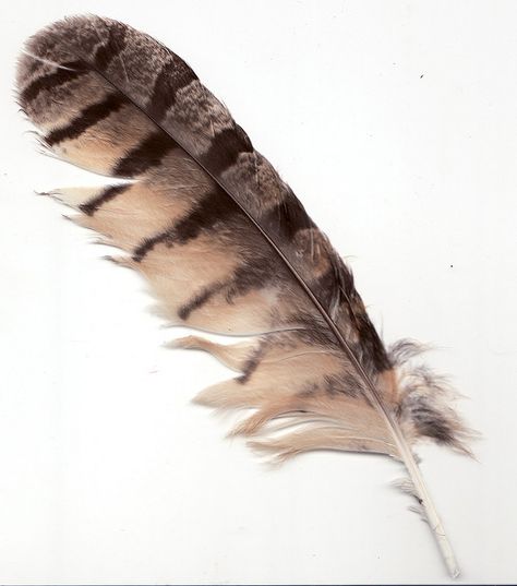 Owl Feather Tattoos, Feather Identification, Feather Quill Pen, Beautiful Feathers, Filigree Tattoo, Owl Feather, Feather Quill, Feather Tattoo Design, Watercolor Feather