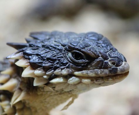 Sungazer, Giant Girdled Lizard, Giant Spiny-tailed Lizard or Giant Zonure Lizards, Reptiles And Amphibians, Armadillo Lizard, Cute Lizard, Cute Reptiles, Vivarium, Animal Planet, Gecko, Nature Animals