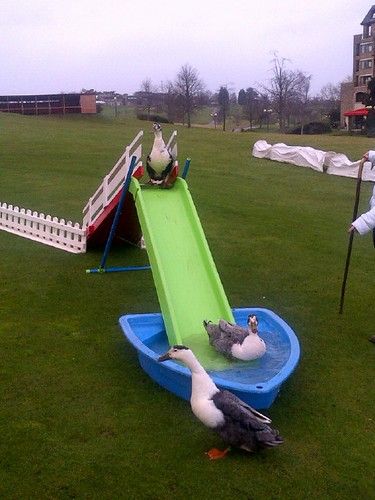 Duck herding at celtic 2 | Carly Elwell | Flickr Duck Slide Diy, Diy Duck Enclosure, Duck Enclosure Ideas, Duck Slide, Duck House Diy, Backyard Chicken Coop Diy, Duck Enclosure, Duck House Plans, Chickens Coop