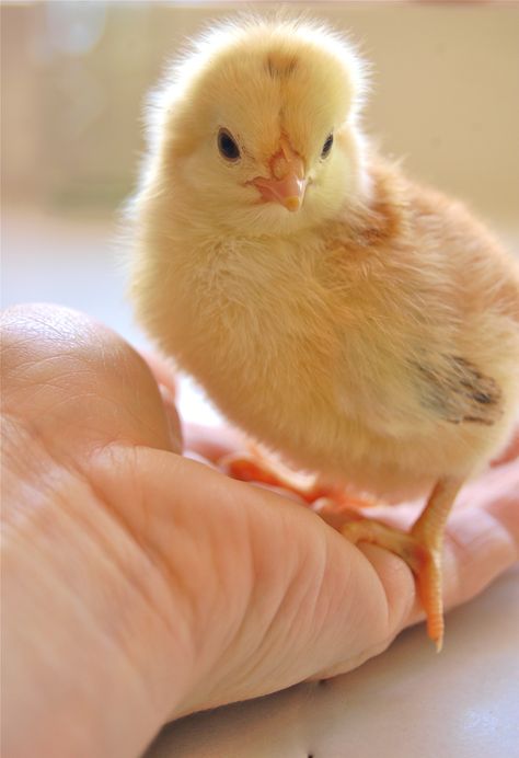 Chickens!They are so cute when they are small! Kawaii, Nature, Quail Chicks, Pet Chickens Breeds, Chicken Aesthetic, Best Egg Laying Chickens, Beautiful Chickens, Baby Chickens, Cute Chickens