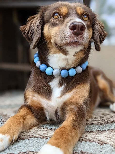 Dog collar boy