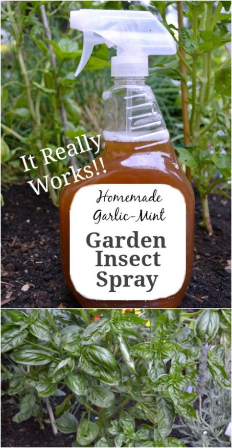 Natural Pest Control For Garden, Diy Insecticide For Plants, Garden Bug Spray, Ants In Garden, Garden Pest Spray, Homemade Insecticide, Pest Spray, Organic Insecticide, Mint Garden