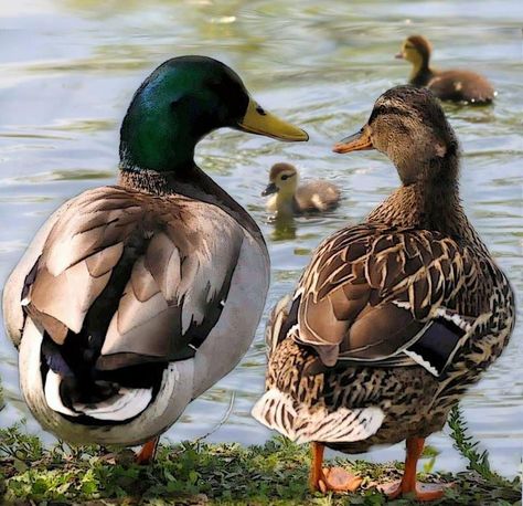 Cute duck family, photo from http:/facebook.com/TexasHillCountry Mallard, Mallard Ducks, Duck Pictures, Duck Wallpaper, Duck And Ducklings, Duck Photo, Duck Pond, Mallard Duck, Duck Hunting