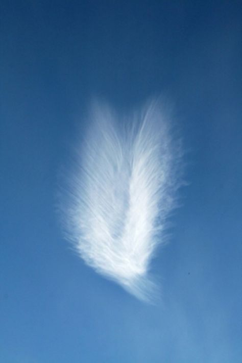 Angel wing cloud.      Spiritual Connection can come in many forms. As you work with your Spirit Guides, Angels or other Deity, you will find they have favorite ways of connecting with you and will use those ways most of the time so that you... Angel Clouds, Angel Signs, I Believe In Angels, Archangel Gabriel, Spirit Guide, Ange Demon, Angels Among Us, Archangel Michael, Guardian Angels